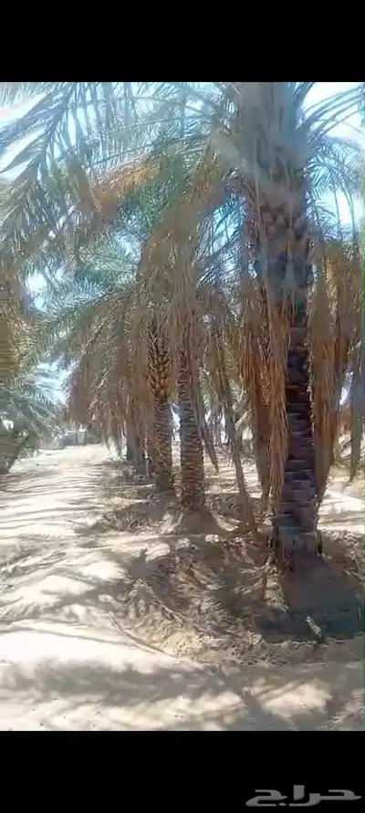 يوجد لدينا جميع انواع النخل والش نخل 0
