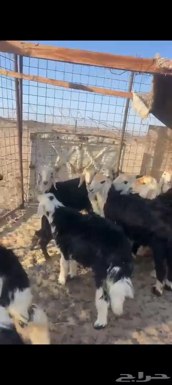 طليان ورخال 0
