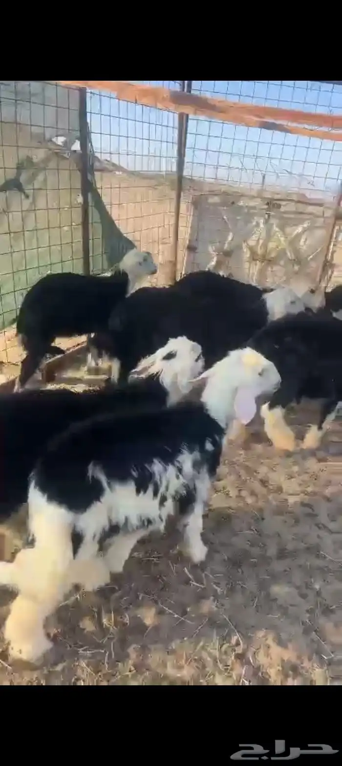طليان ورخال 4