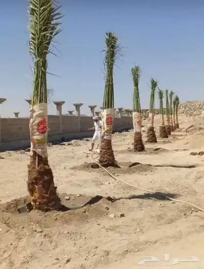 ابوسجاد توريد جميع انواع النخل وتكريب جميع انواع الشبوي 15