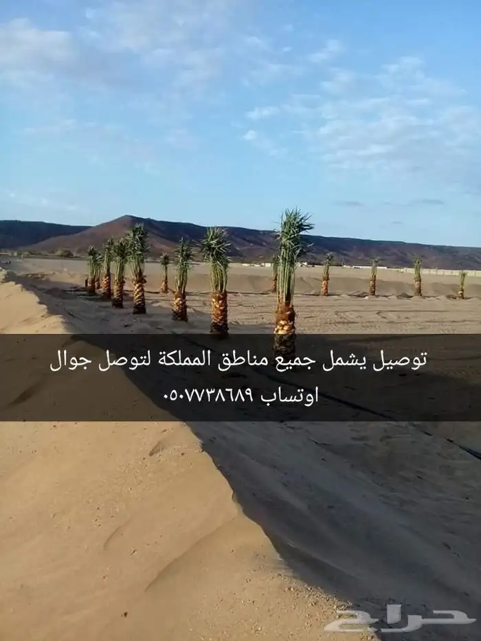 نخل واشنطن زينه بجميع مقاساته المختلفه 12