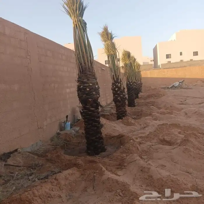 نخل عربي وواشنطن وشبوك 1