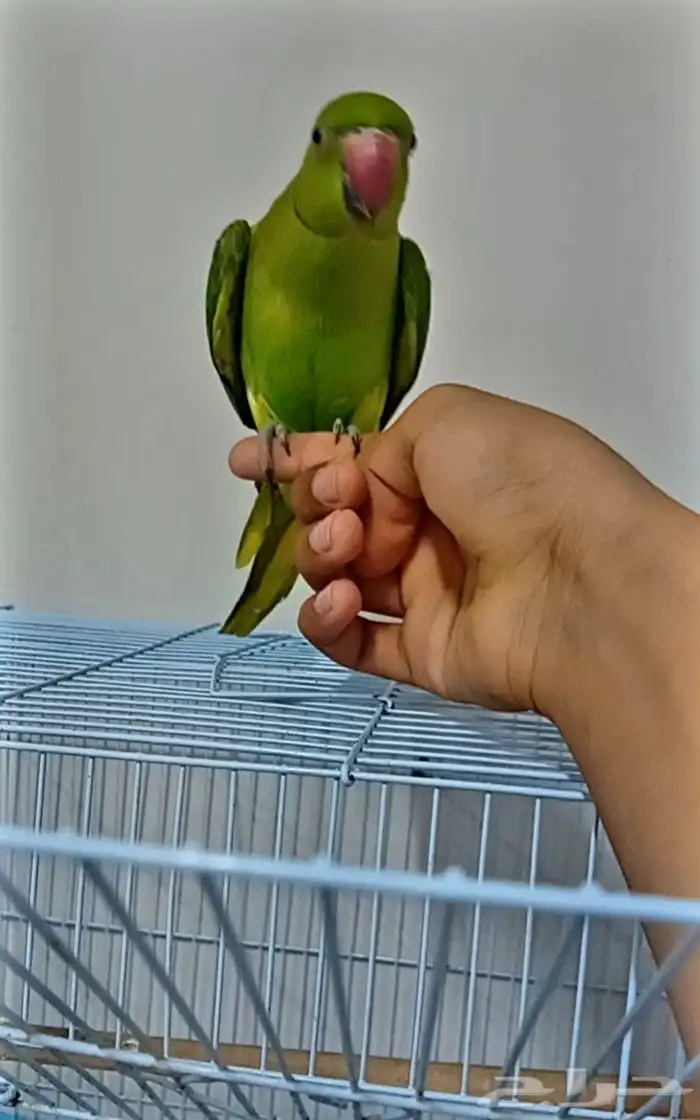 ببغاء دره هندي 3
