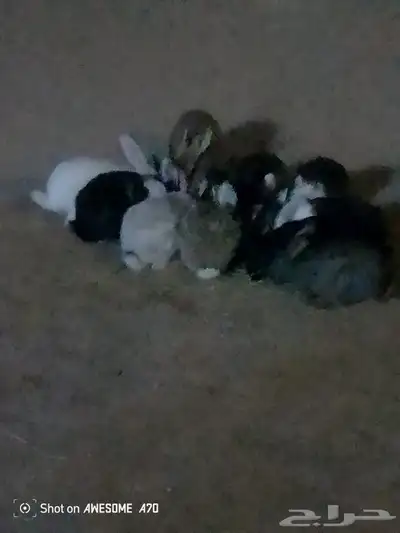 أرانب عمر من 4الي 5شهور 1