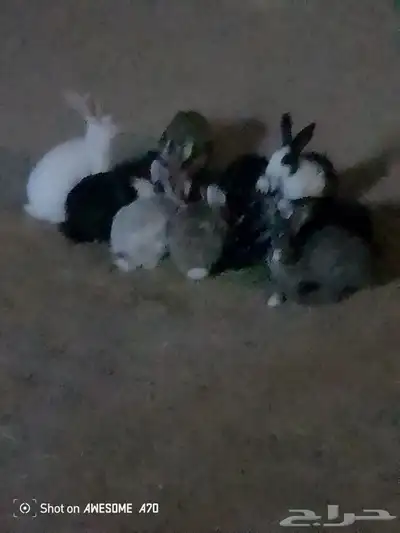 أرانب عمر من 4الي 5شهور 0