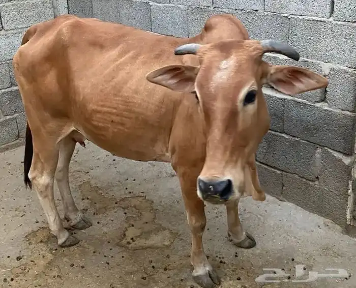 بقره للبيع 1