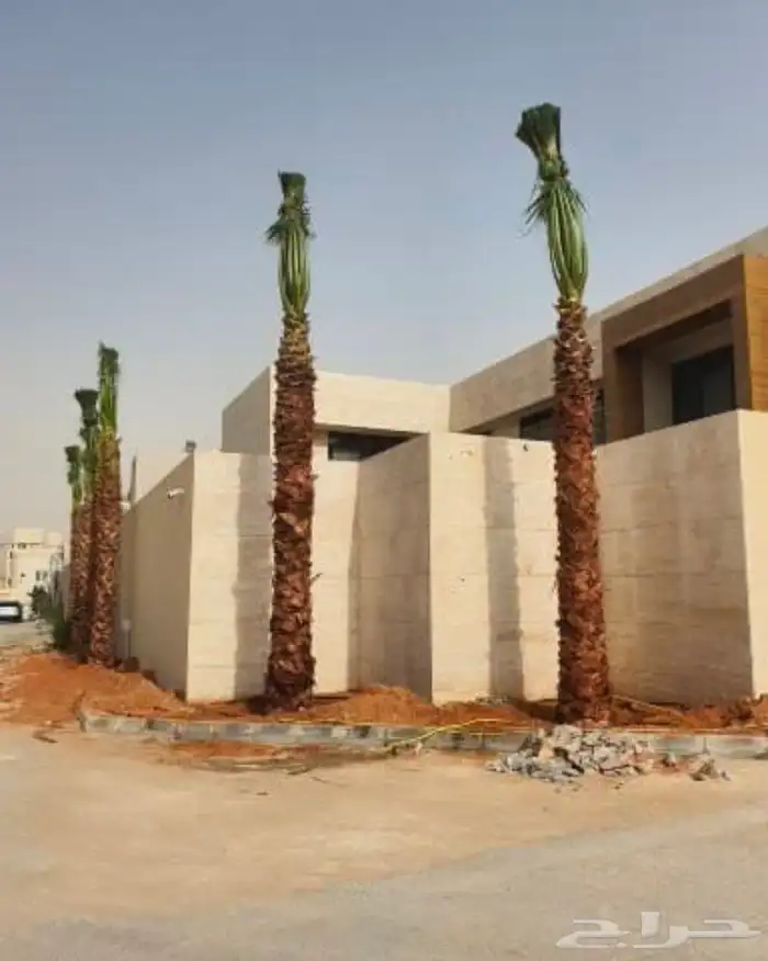 نخل واشنطن زينه امريكي 5