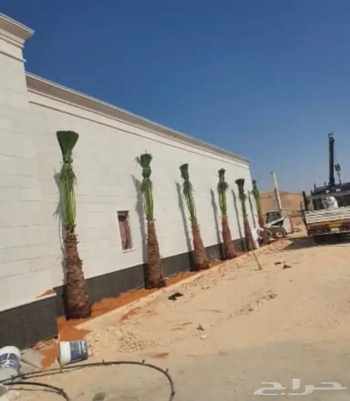 نخل واشنطن زينه امريكي 6
