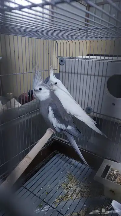 تصفيه خمسه ازواج كلها منتجه عندي للبيع 2