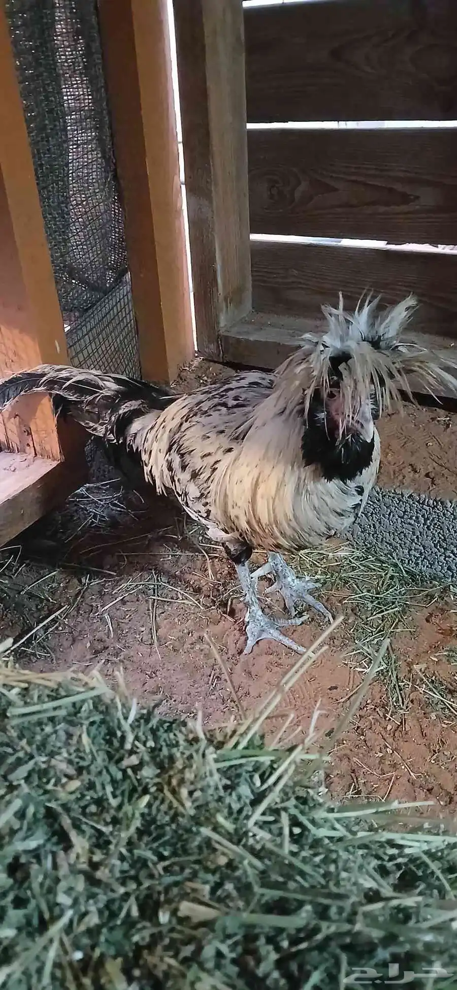 ديك بولش 1