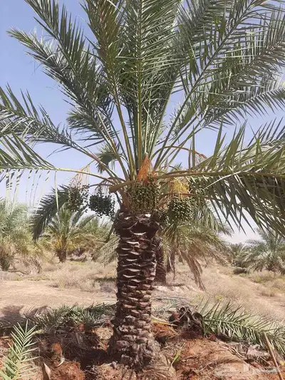 يوجد لدينا جميع انواع النخل والش نخل 9