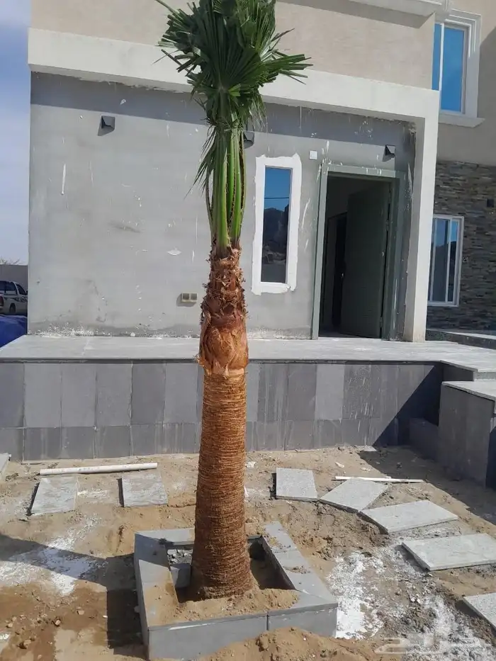 نخل واشنطن زينه بجميع مقاساته المختلفه 19