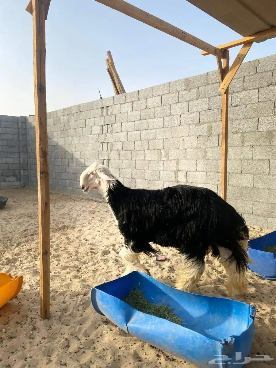 فحل نجدي 0