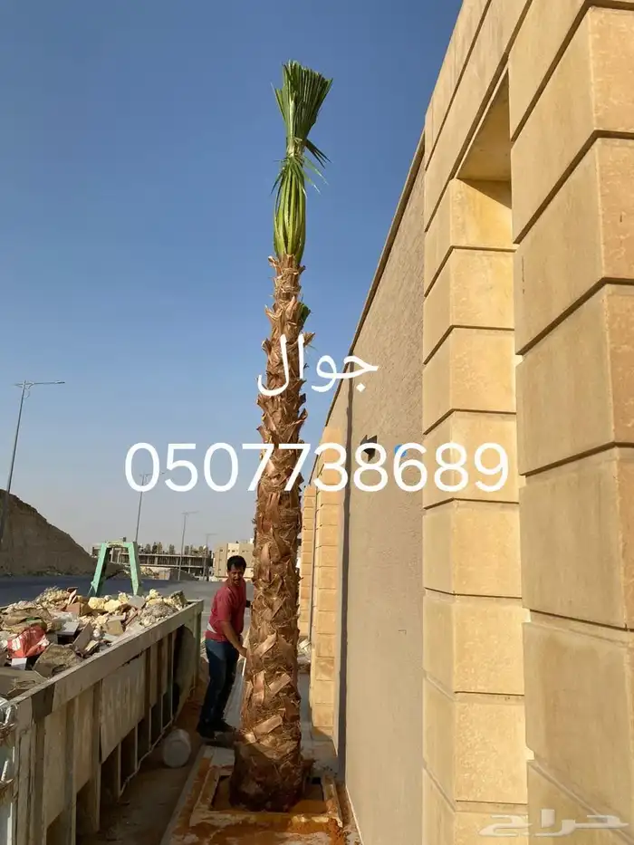 نخل واشنطن زينه بجميع مقاساته المختلفه 5