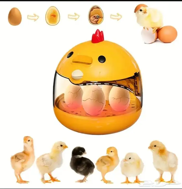 فقاسة صغيرة عدد 5 بيضات 7