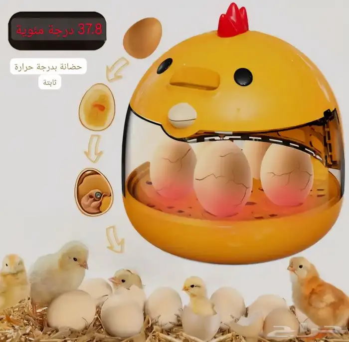 فقاسة صغيرة عدد 5 بيضات 8