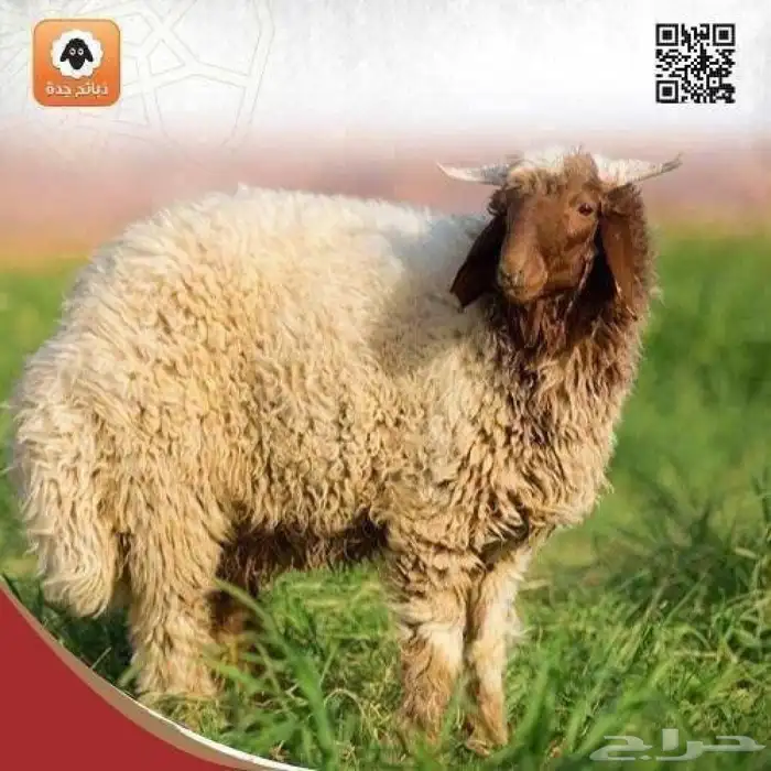 أضاحي جدة اضحيه حري نعيمي سواكني تيوس مع الذبخ والتوصيل 2