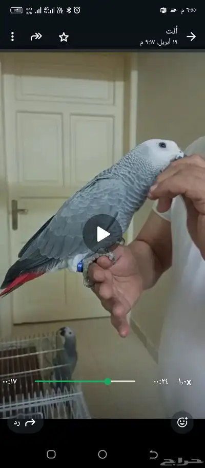 طيور 0