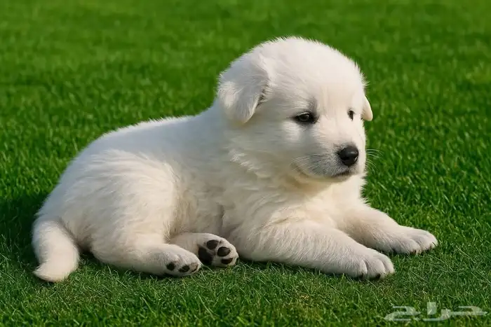 وايت جيرمن شيبرد مستوى توب 2