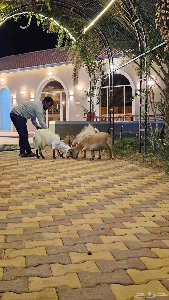 ماعز قزم فرصه للي بأسس مراح 17