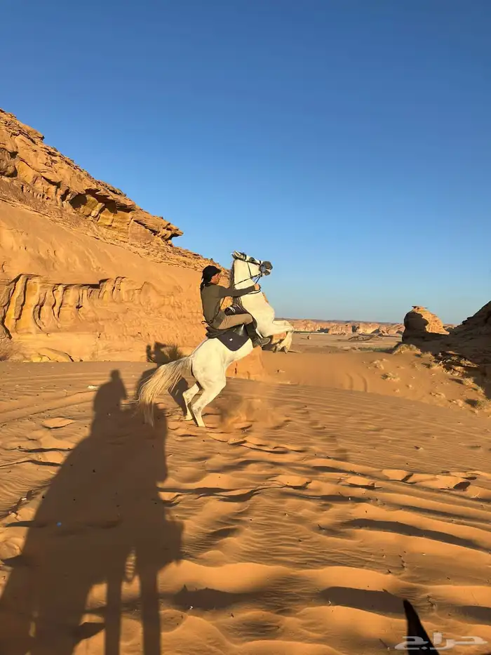 سياس خيل راعي خبره 1