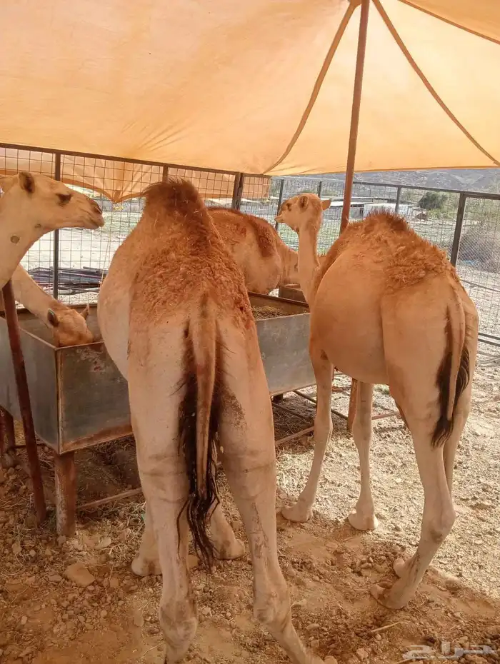قعدان صوماليه حاشى حشيان مفاريد للبيع 4