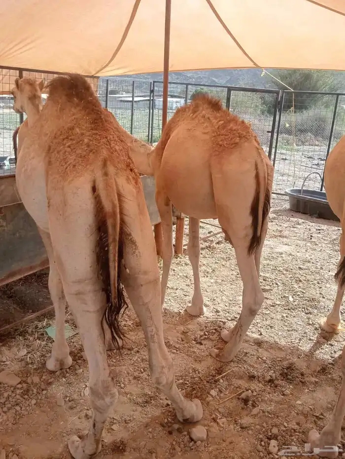 قعدان صوماليه حاشى حشيان مفاريد للبيع 2