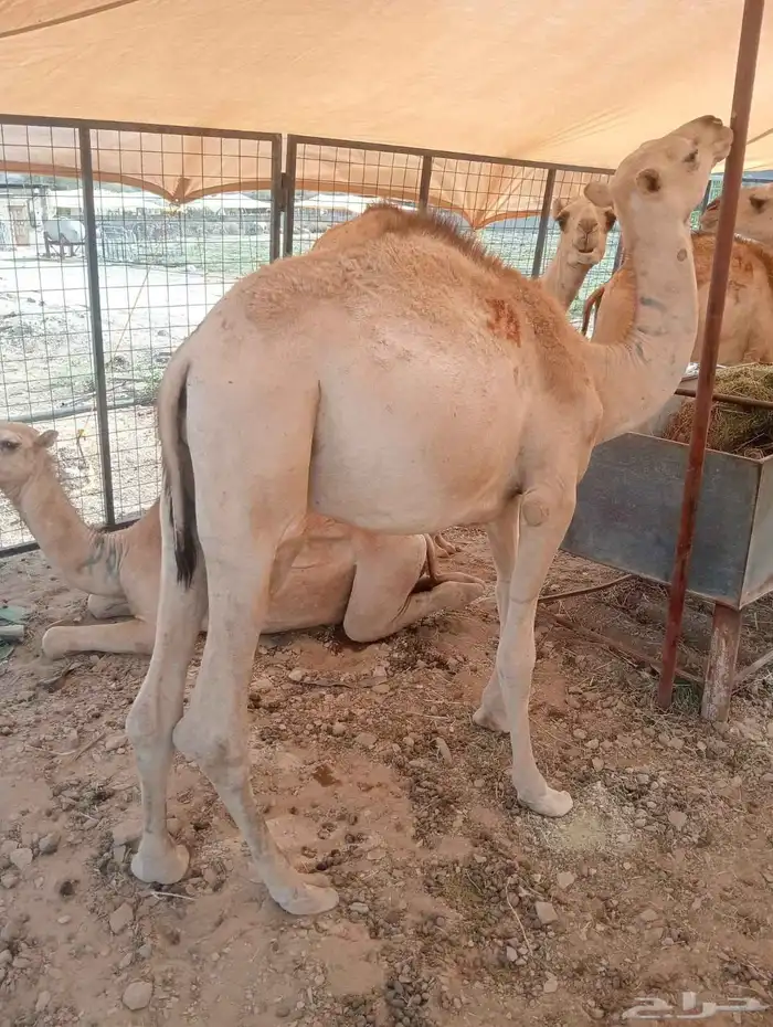 قعدان صوماليه حاشى حشيان مفاريد للبيع 1
