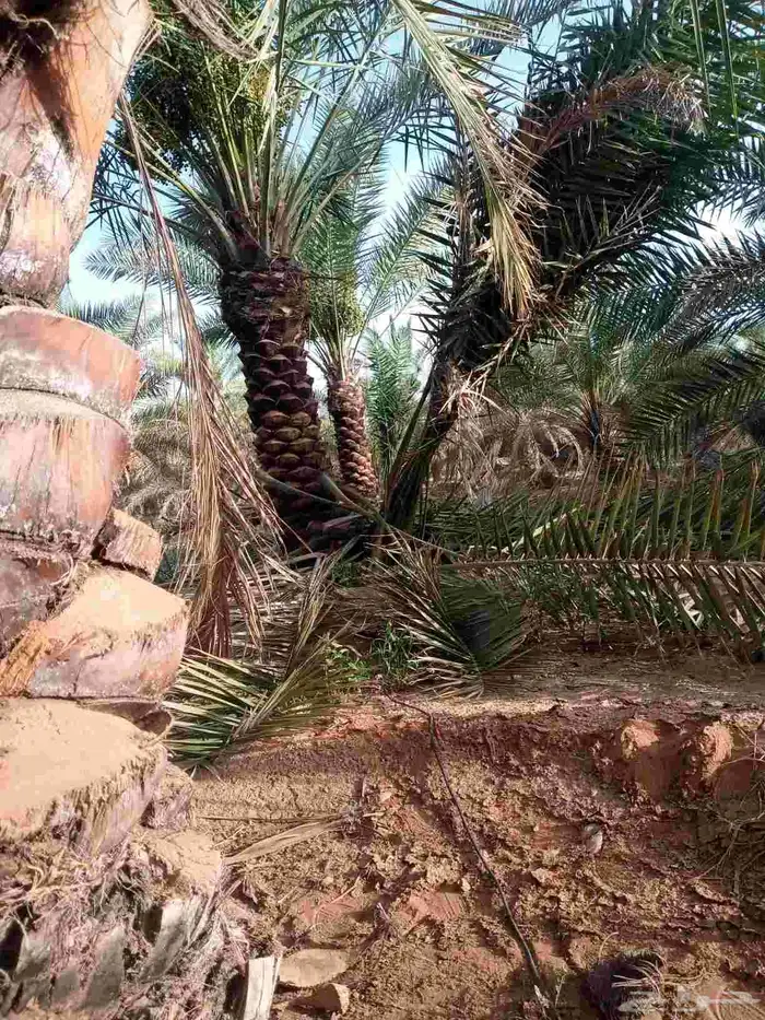 تكريب وقلع وغرس 2