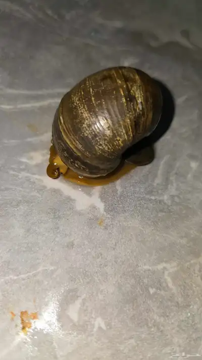 حلزون للبيع 2