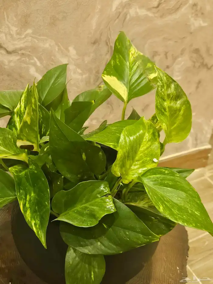 نبات طبيعي شجر 1