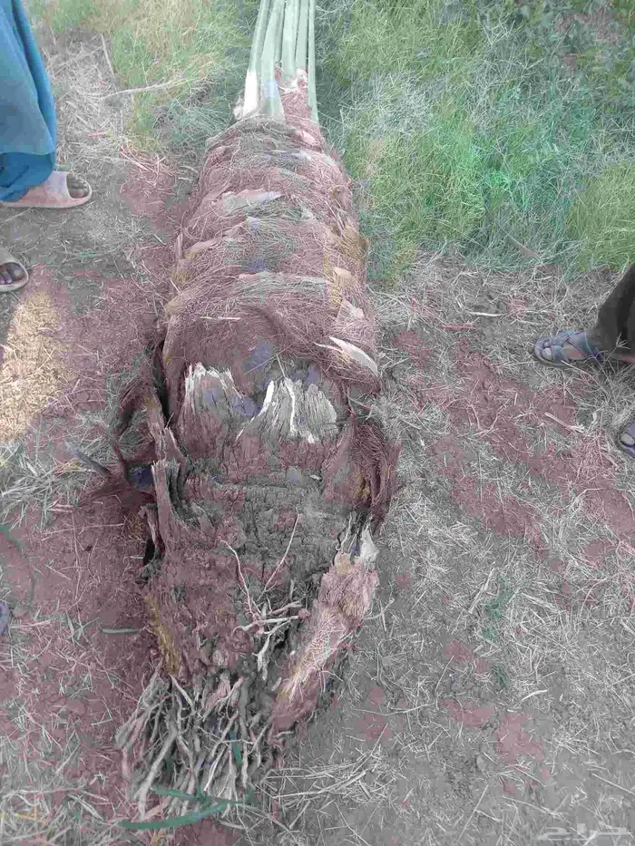 نخل طيب ومشكل 1