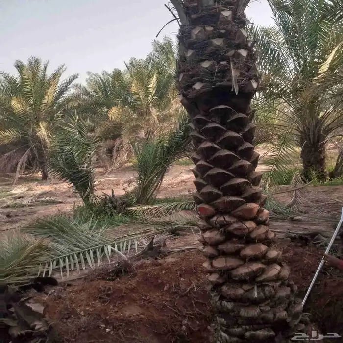 تكريب وقلع وغرس 0