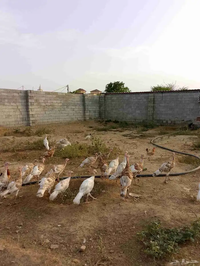 دجاج رومي العدد 30 حبه الحبه على 80 اللي يبغى تفريد ولا شيء 3