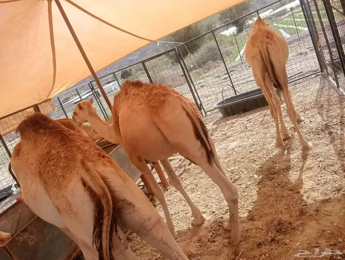 قعدان صوماليه حاشى حشيان مفاريد للبيع 5