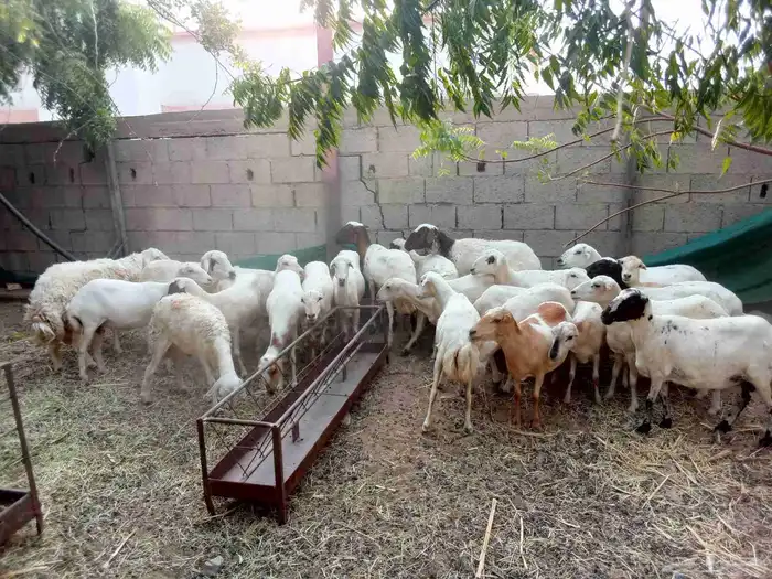 الدرب 0