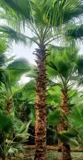 نخيل واشنطن 2