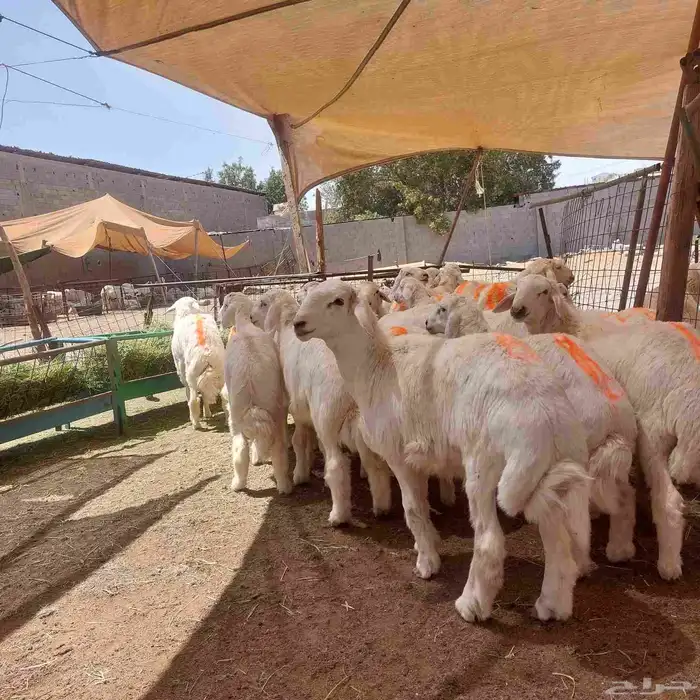 ذبيحتك لبيتك ذبايح طيبة مع الذبح والتوصيل 1