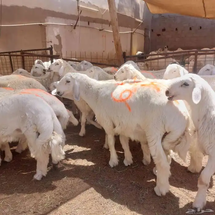 ذبيحتك لبيتك ذبايح طيبة مع الذبح والتوصيل 2