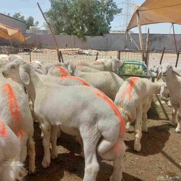 ذبيحتك لبيتك ذبايح طيبة مع الذبح والتوصيل 0
