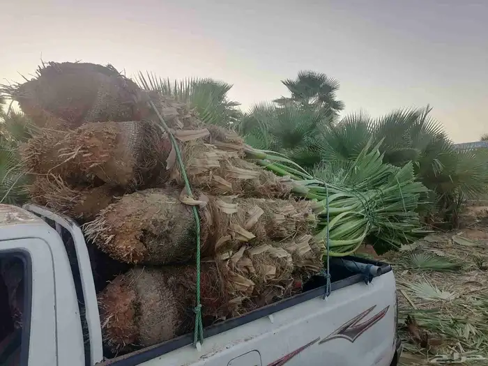 نخل للبيع 0