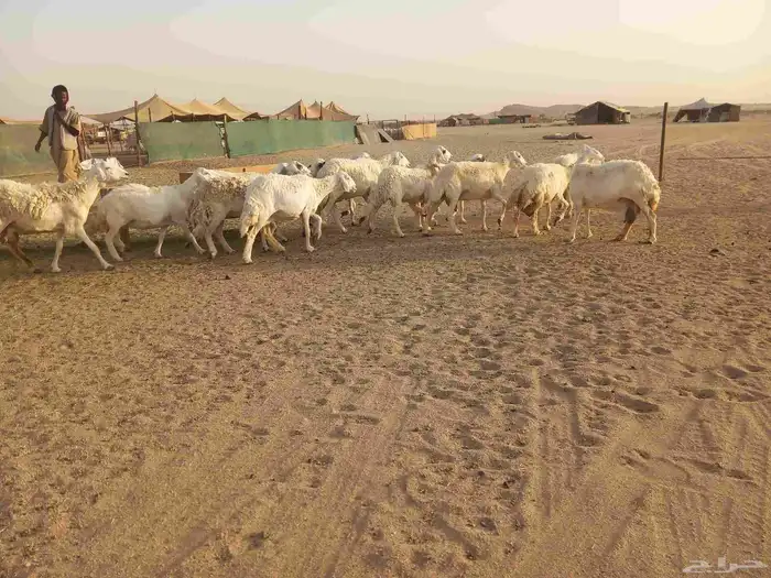 18 بالفحل معها 16 ضان طيبه 7