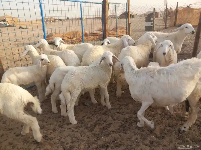 18 بالفحل معها 16 ضان طيبه 8