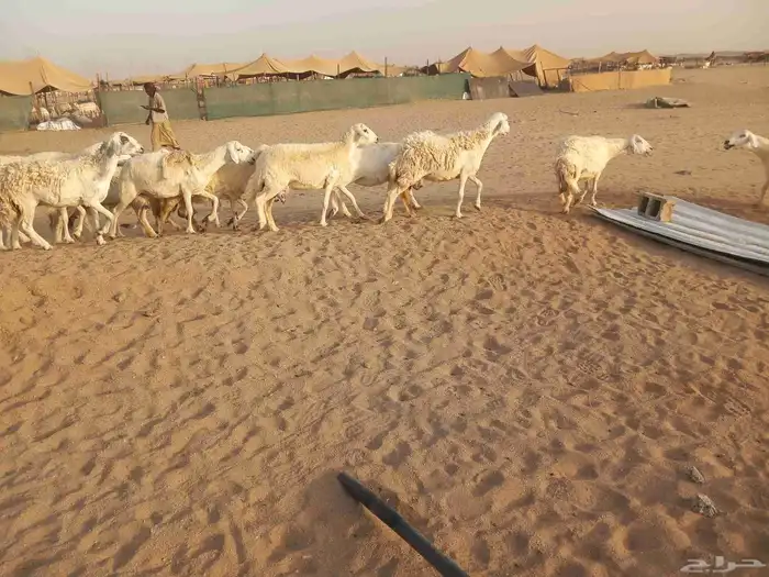 18 بالفحل معها 16 ضان طيبه 6