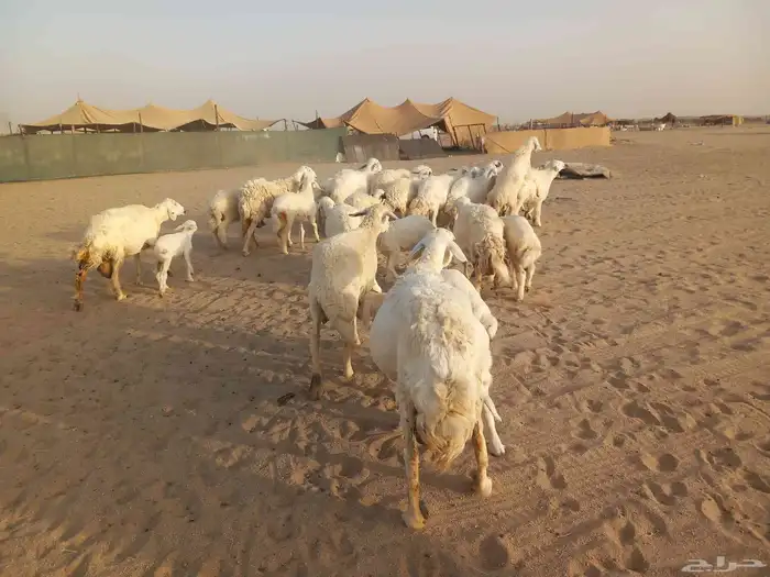 18 بالفحل معها 16 ضان طيبه 1