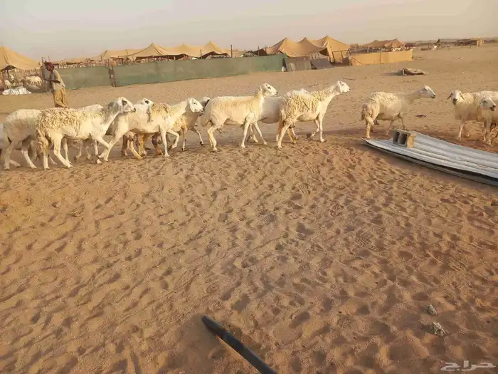 18 بالفحل معها 16 ضان طيبه 5