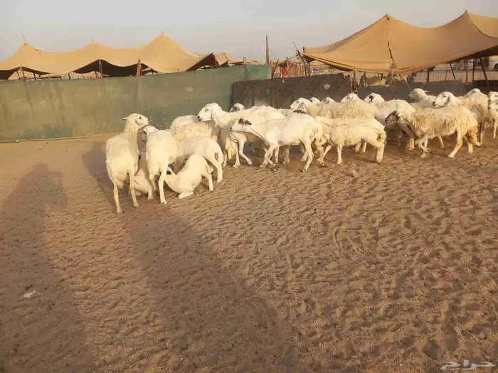 18 بالفحل معها 16 ضان طيبه 0