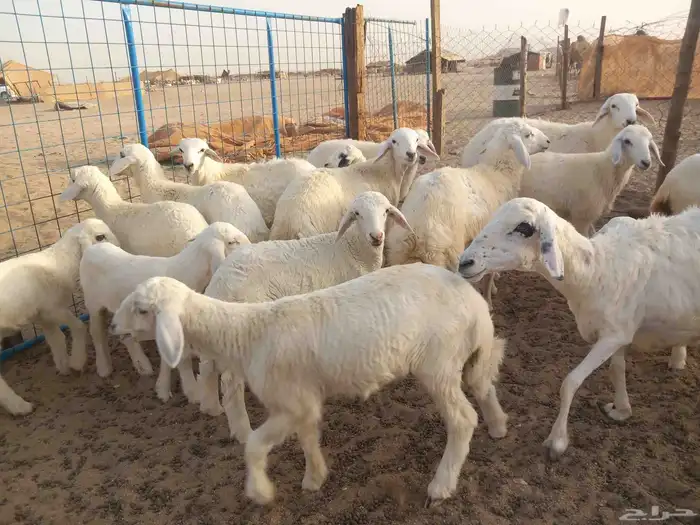 18 بالفحل معها 16 ضان طيبه 9