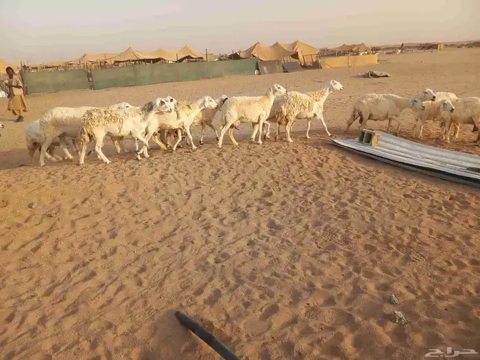 18 بالفحل معها 16 ضان طيبه 4