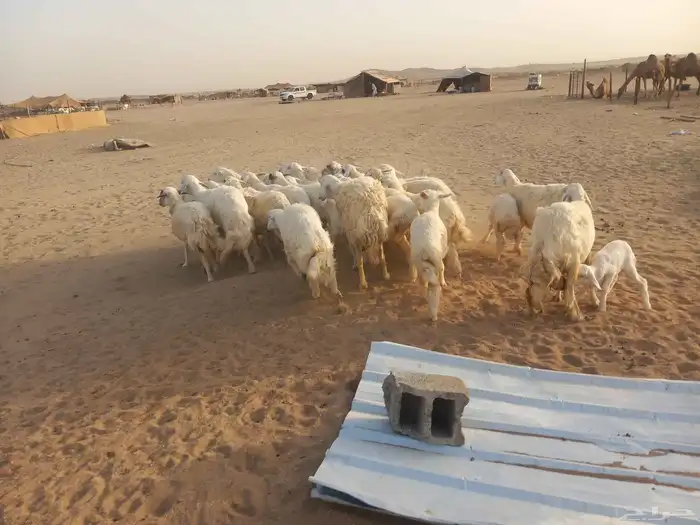 18 بالفحل معها 16 ضان طيبه 2